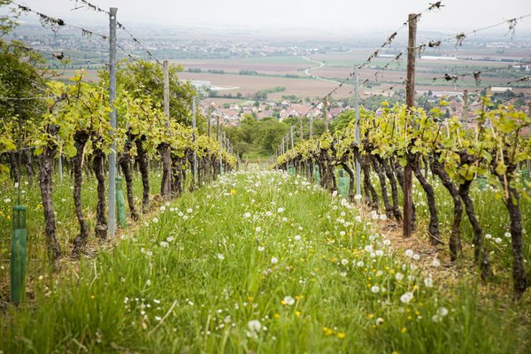 Comment organiser une visite des vignobles en biodynamie en Alsace, France?
