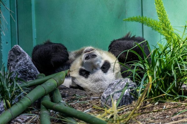 Où observer les pandas géants en liberté en Chine : parcs et meilleures périodes ?