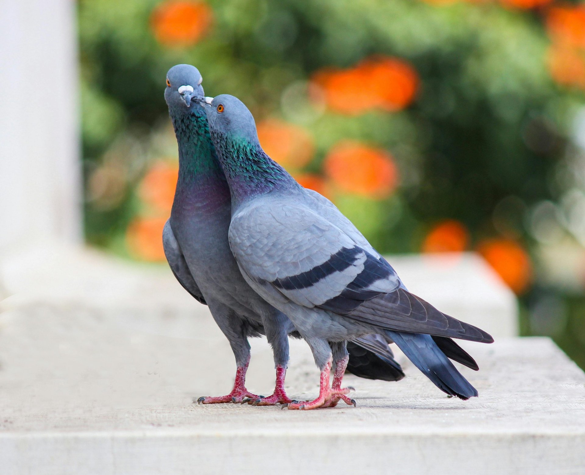 La D couverte Des Pigeons Des Mares Chamarel Maurice Thevoyagehome la-d-couverte-des-pigeons-des-mares-chamarel-maurice-thevoyagehome